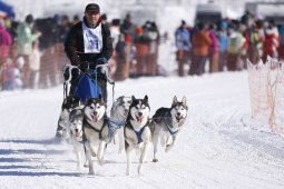 Lenk 2013